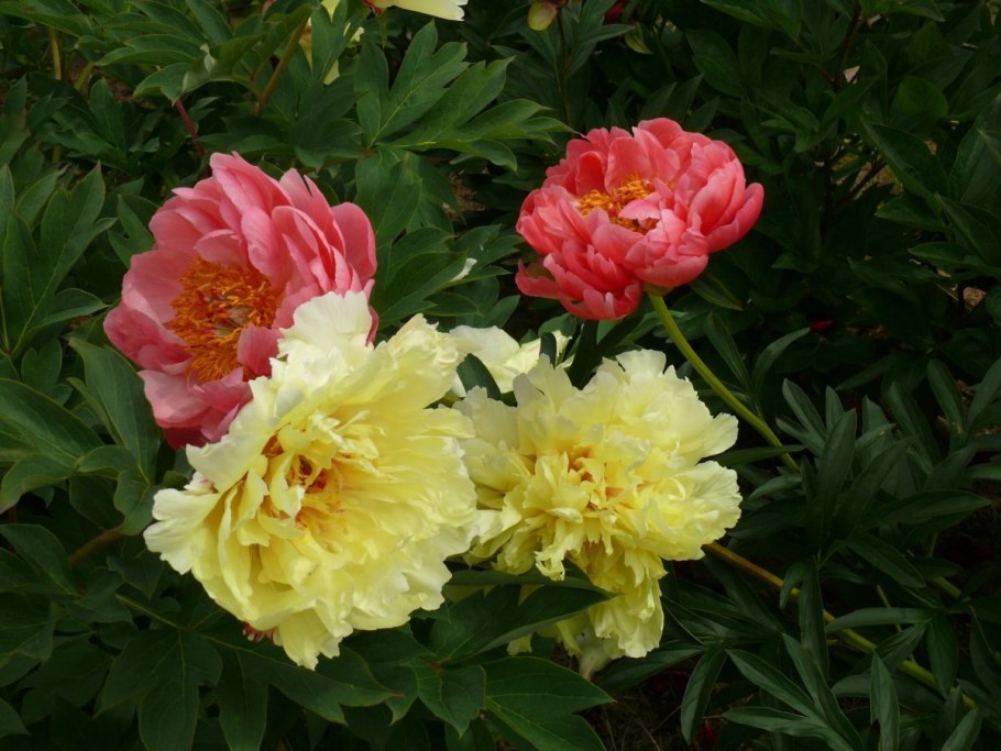 Пион Sonoma Halo