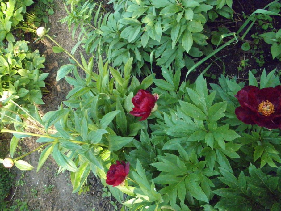 Пион Грин Лотус