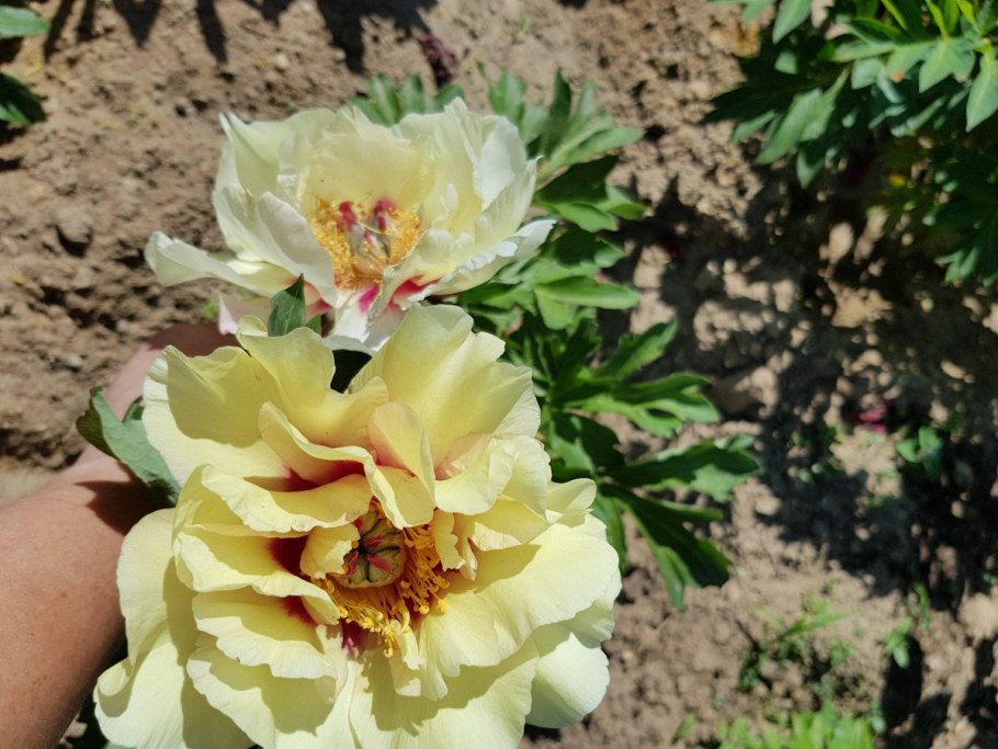 Пион Sonoma Welcome