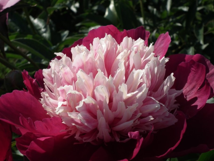 Пион (Paeonia) Nellie Saylor