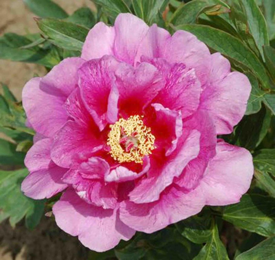 Пион Itoh Sonoma Yedo