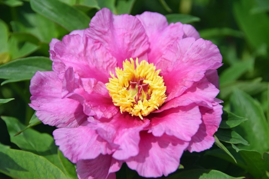 Пион Уайт Эмперор