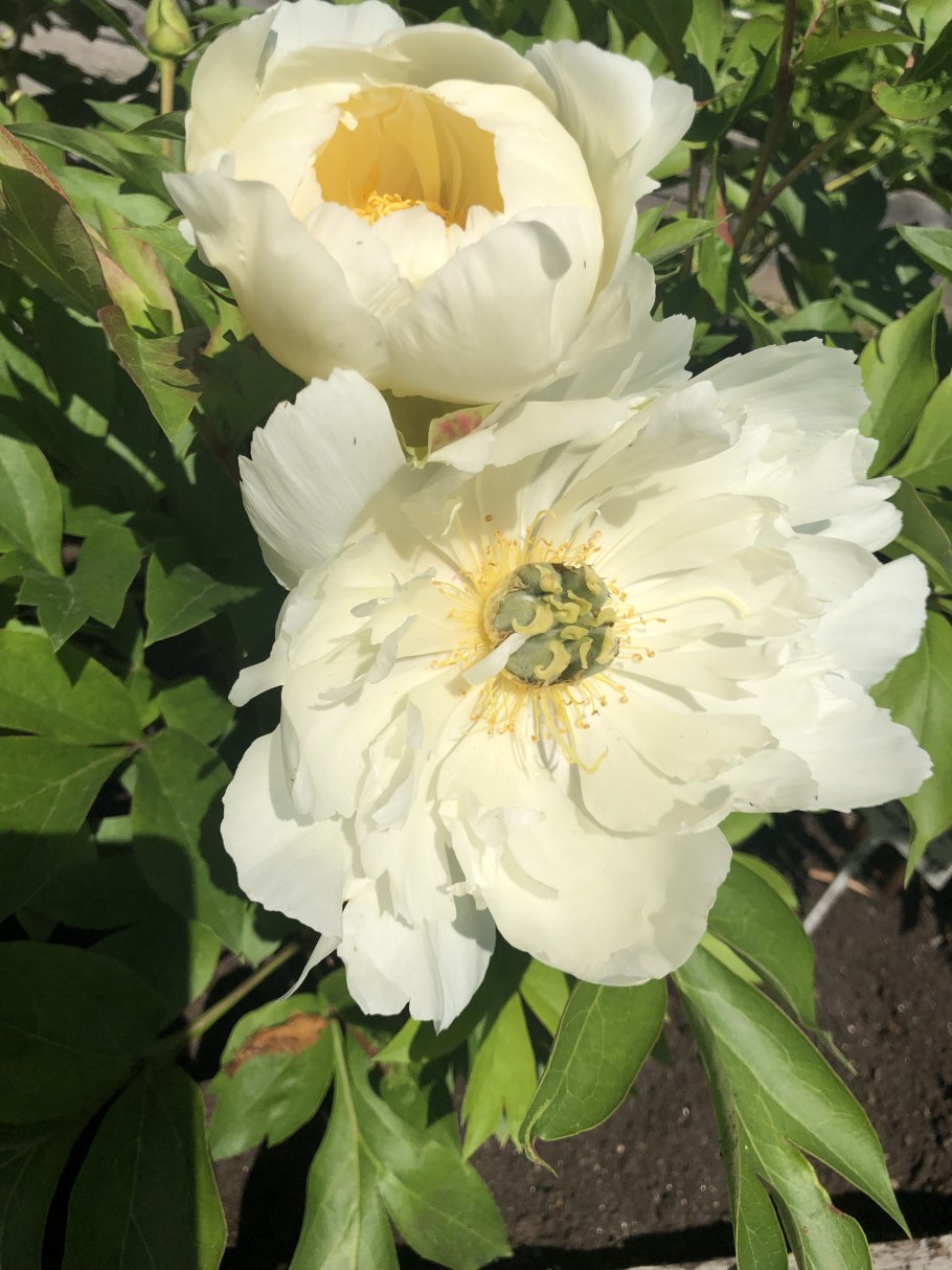 Коллекция пионов Аристарховой