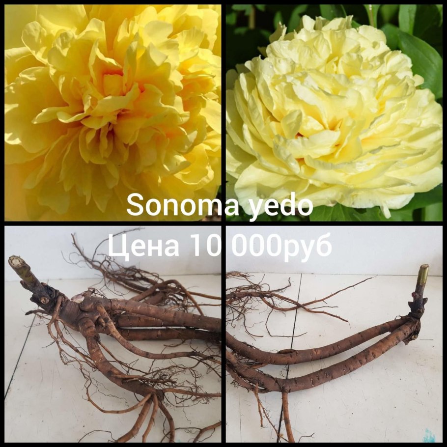 Ито пион сонома вельвет