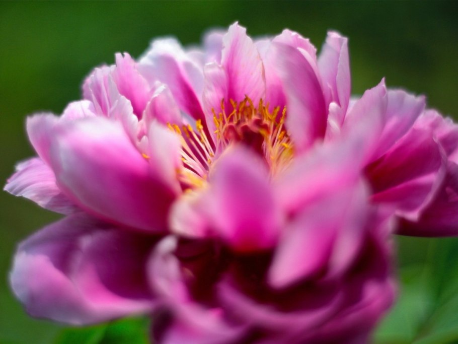 Пион древовидный Кинко