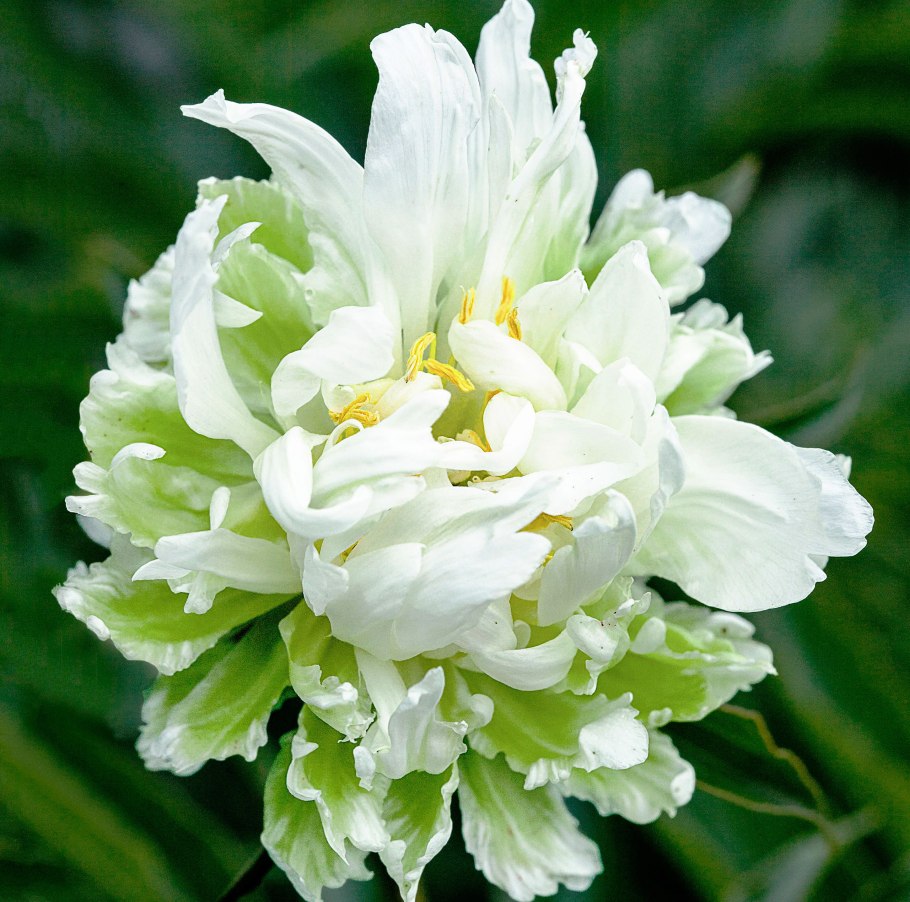 Пион lactiflora Green Halo