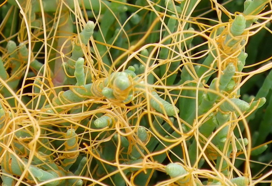 Повилика (Cuscuta)