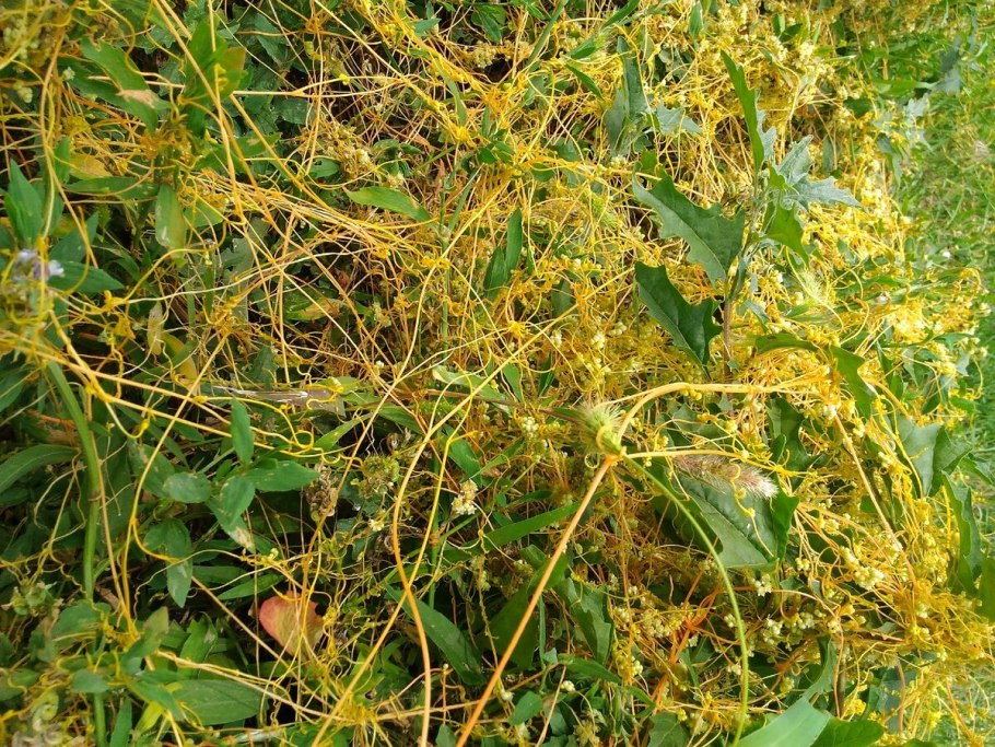 Трава паразит повилика