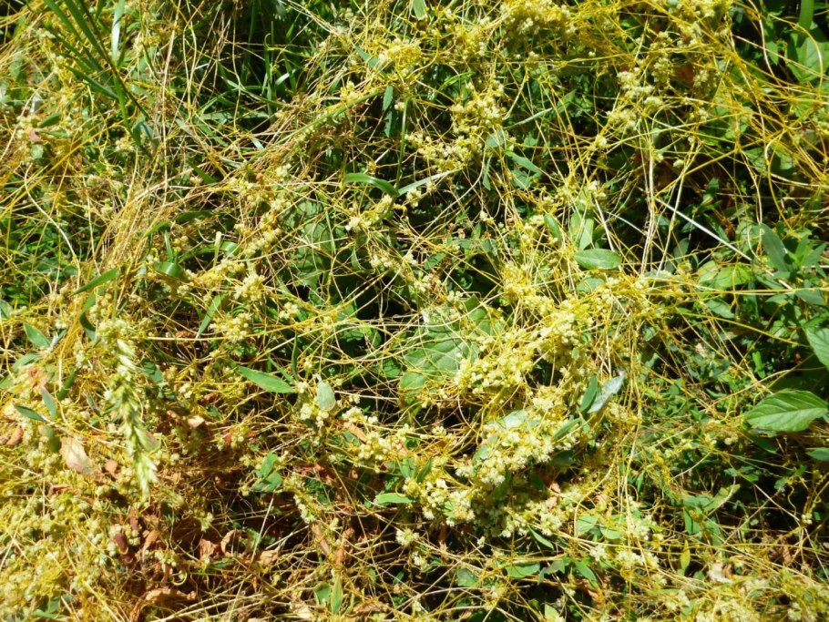 Cuscuta japonica