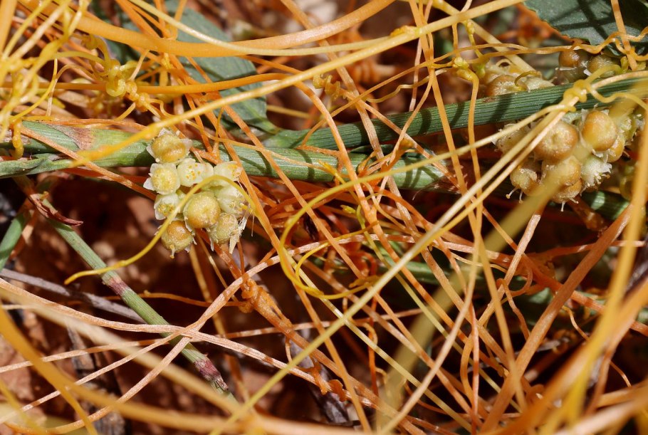 Сорняк паразит повилика