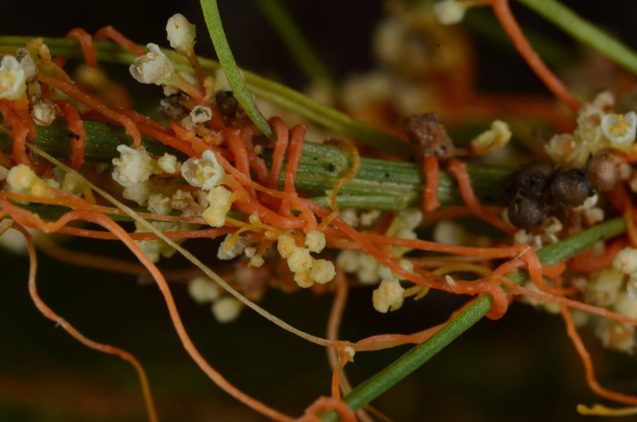 Повилика паразит