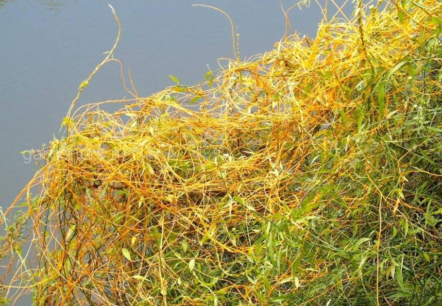 Лиана паразит повилика