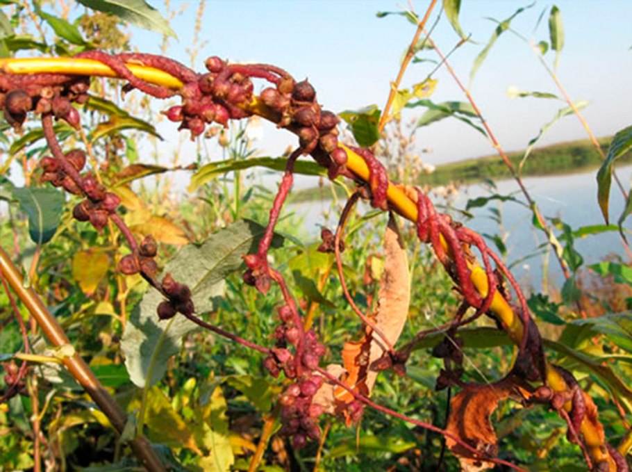 Повилика хмелевидная