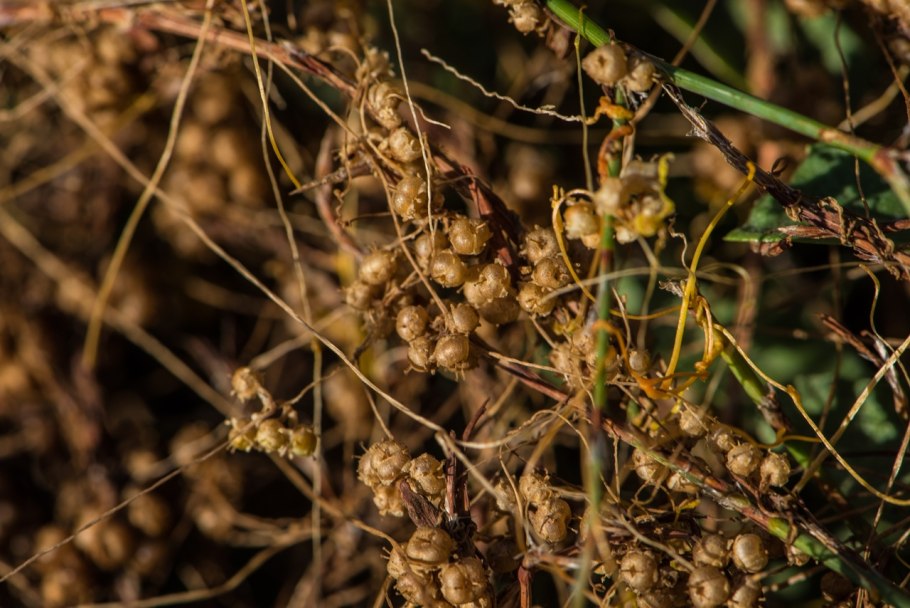 Повилика тонкостебельная