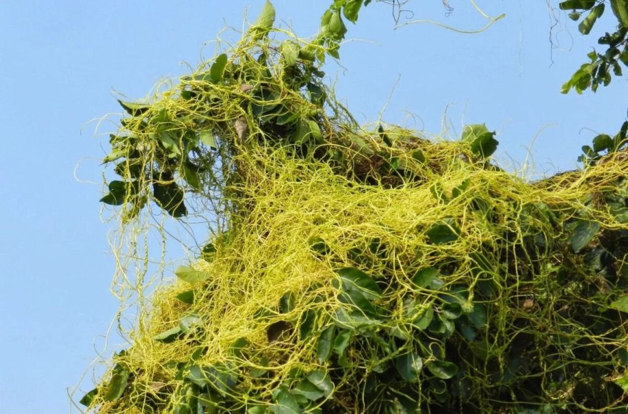 Повилика бескорневая