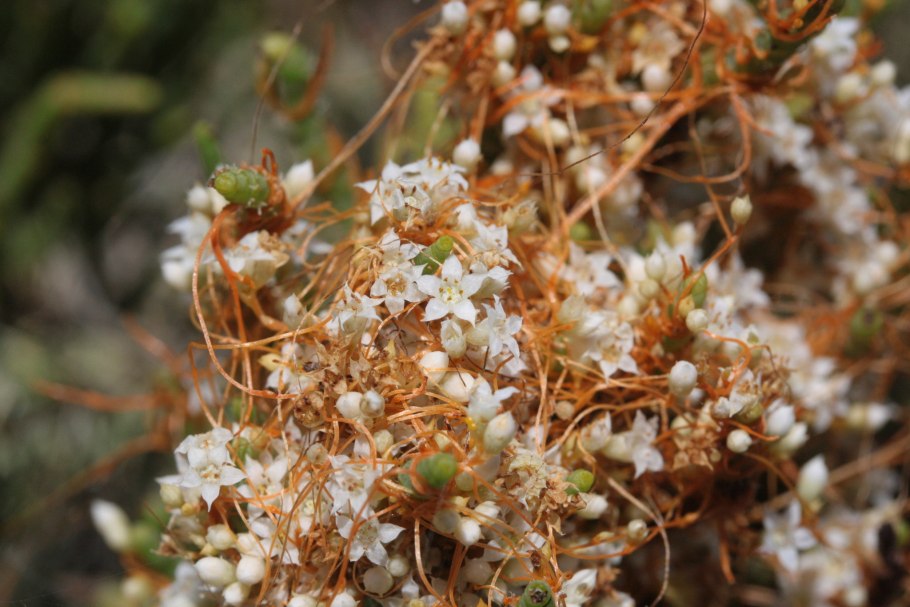 Гаустории повилики