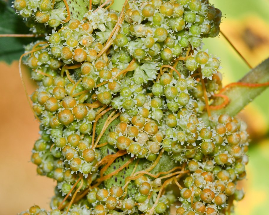 Повилика растение паразит