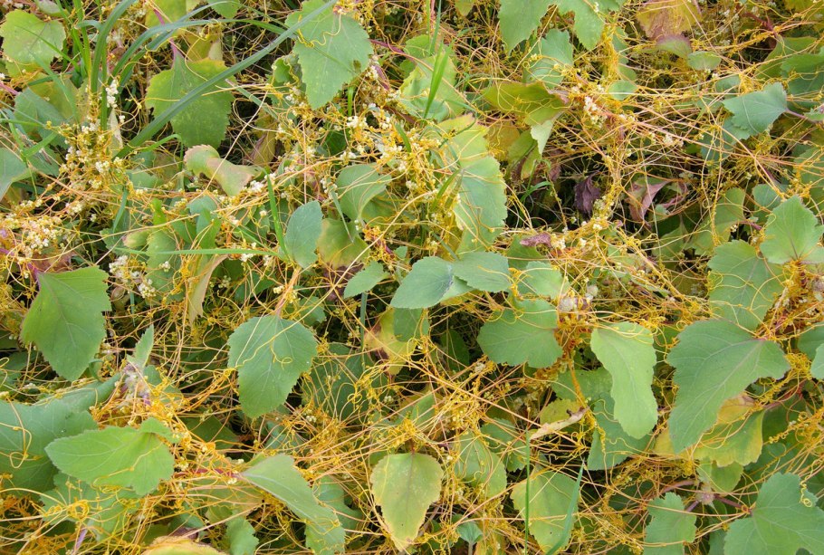 Cuscuta SP
