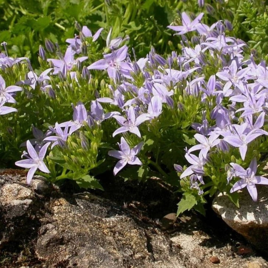 Колокольчик гарганский Мэйджэ