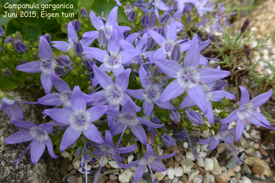 Campanula garganica