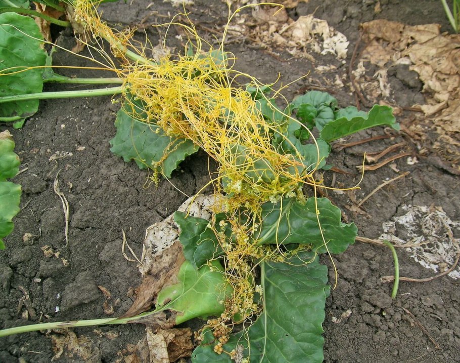 Повилика льняная (Cuscuta epilinum)
