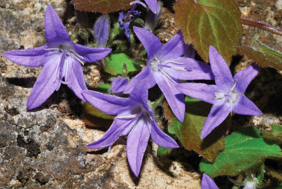 Колокольчик гарганский Campanula garganica