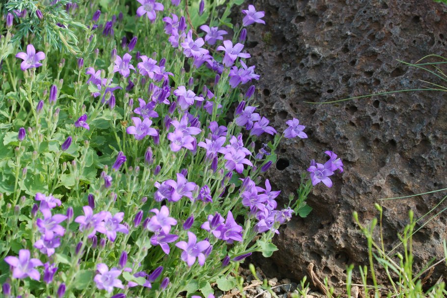 Колокольчик Пожарского Портеншлага