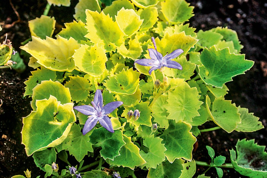 Campanula 'Dickson's Gold'