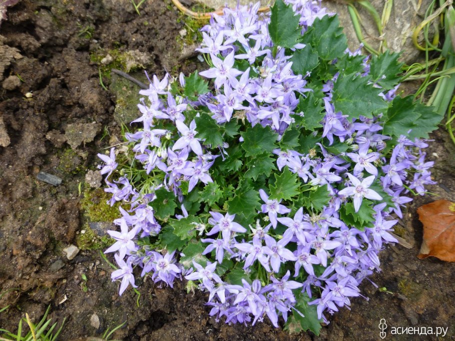 Колокольчик гарганский Major