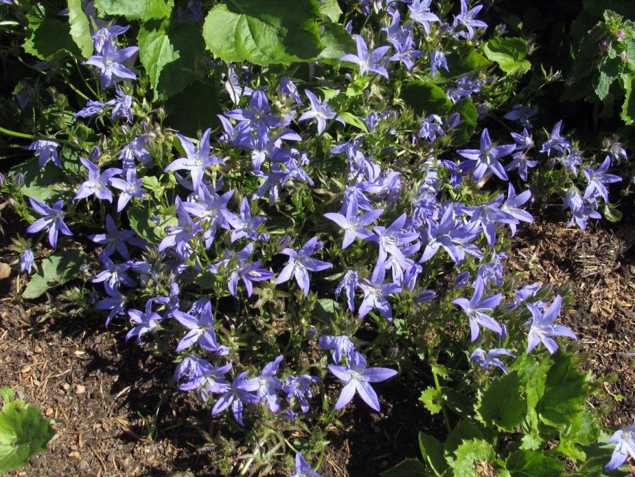 Колокольчик гарганский видовой