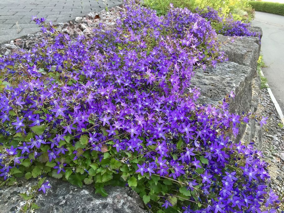 Колокольчик Пожарского (Campanula poscharskyana) m104