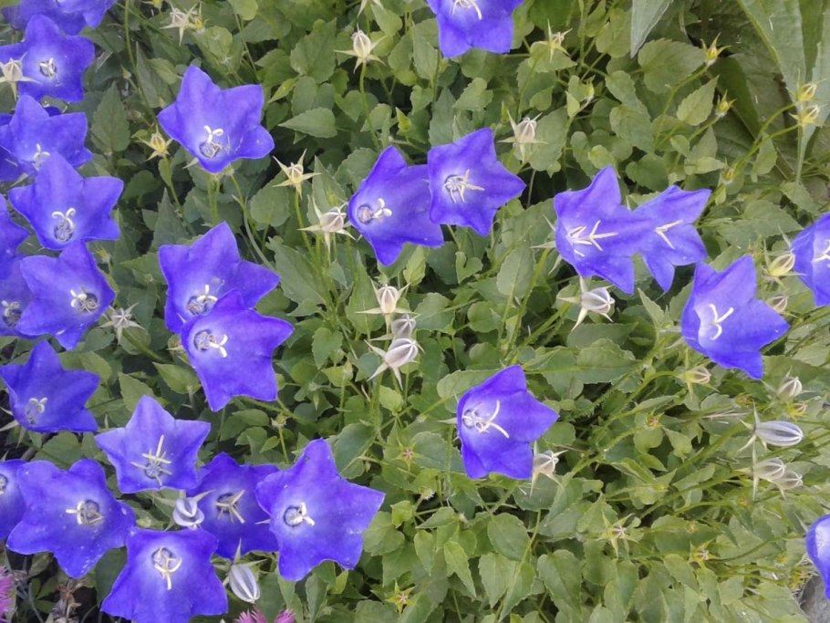 Колокольчик низкорослый многолетний Элизабет