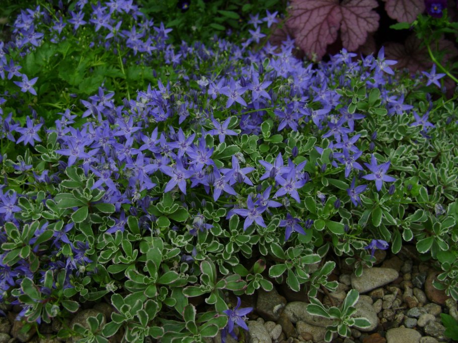 Колокольчик гарганский Campanula garganica