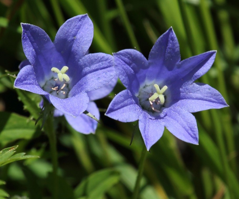 Campanula lasiocarpa