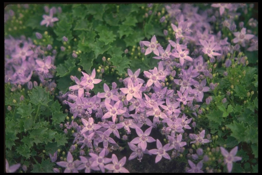 Кампанула гарганика майор