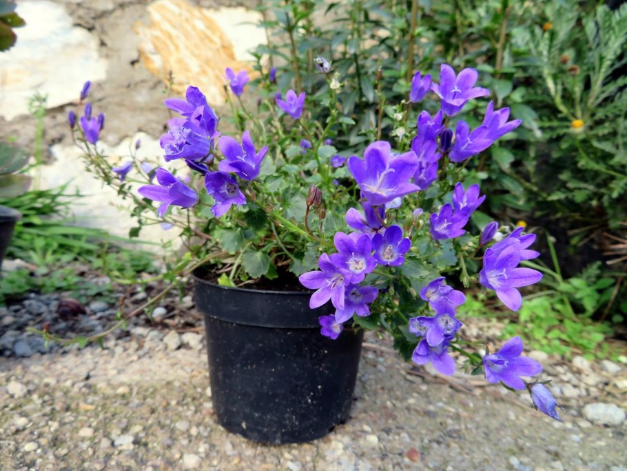 Колокольчик гарганский Мэйджэ