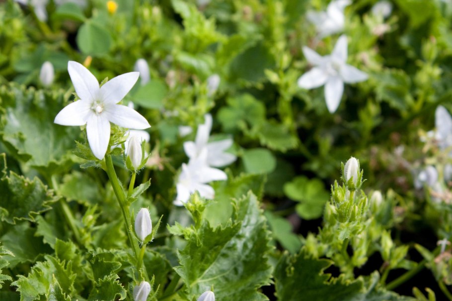 Колокольчик гарганский видовой