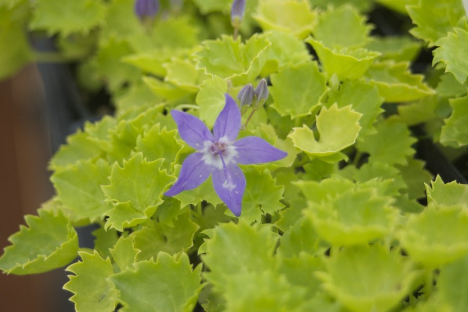 Колокольчик гарганский "Dickson's Gold" (Campanula garganica)