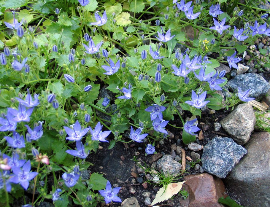 Многолетники колокольчик гарганский