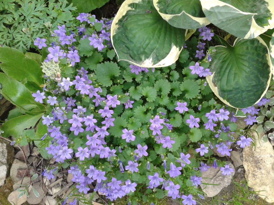 Колокольчик гарганский Филлигри