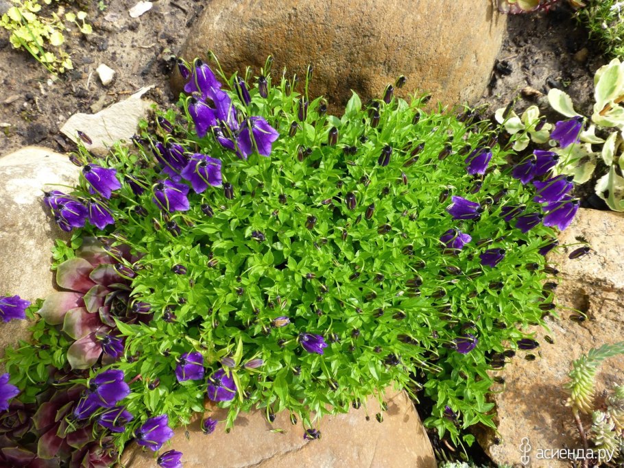 Колокольчик Карпатский Портеншлага