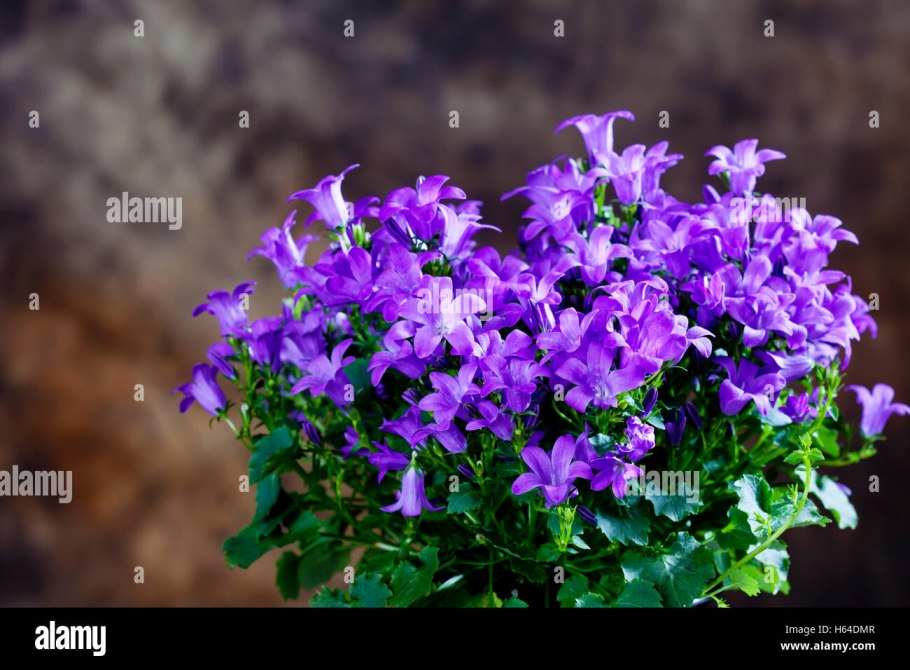 Колокольчик кустик фото