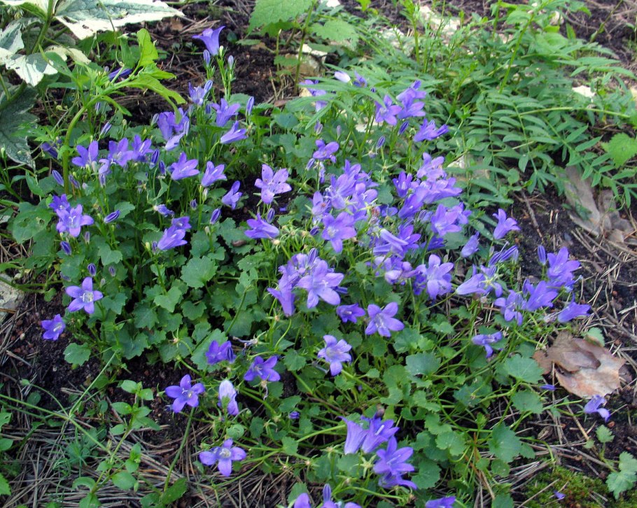 Колокольчик гарганский видовой