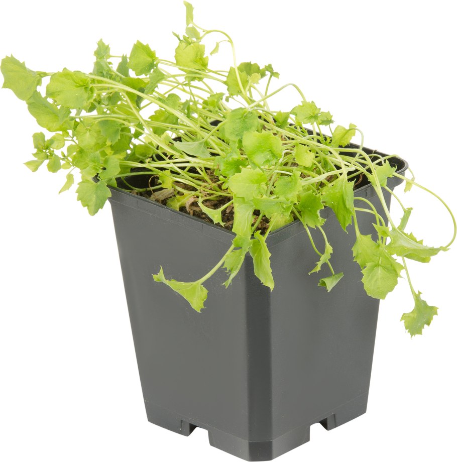 Крупный колокольчик а Леруа