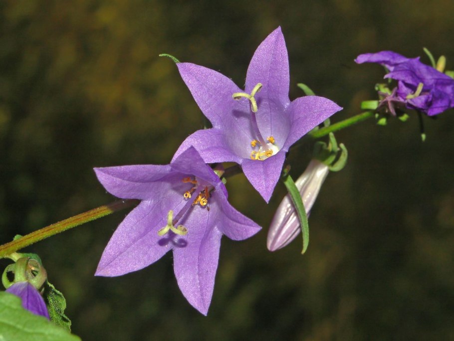 Колокольчик холодолюбивый Campanula kryophila