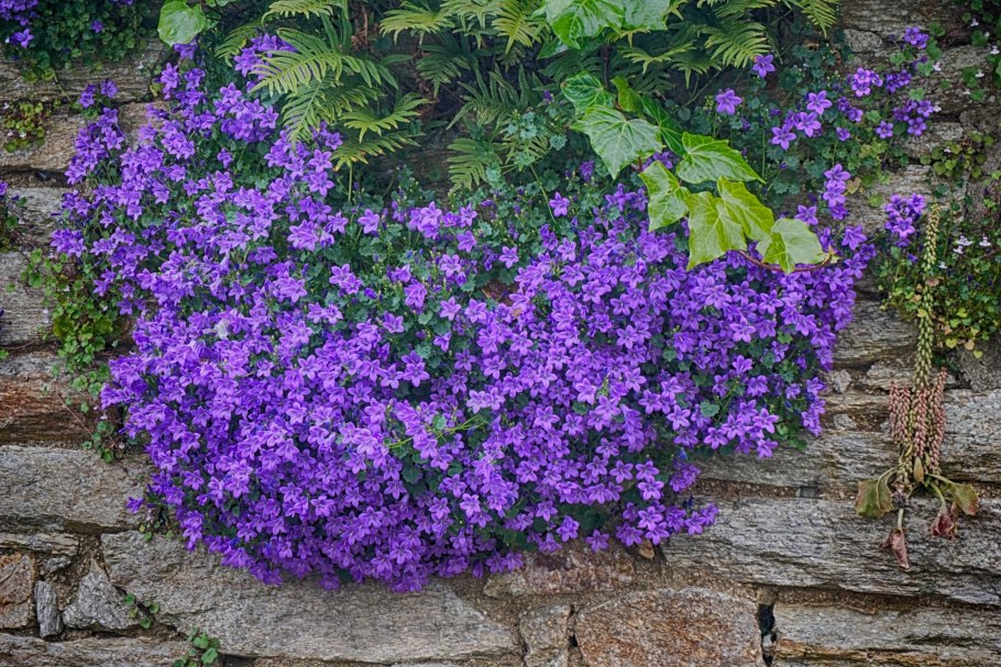 Campanula poscharskyana Blauranke