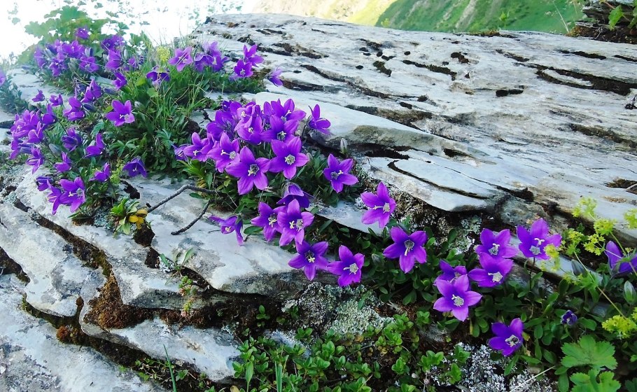 Колокольчик осетинский Campanula ossetica