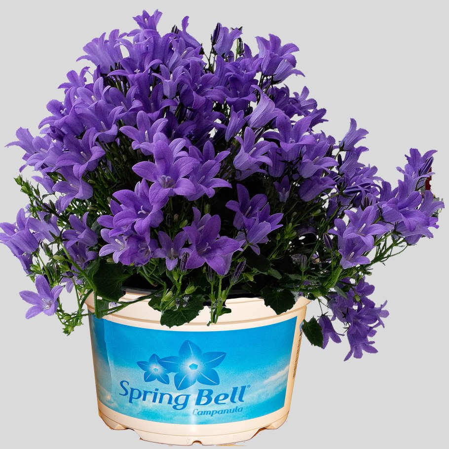 Кампанула Вандер Блю