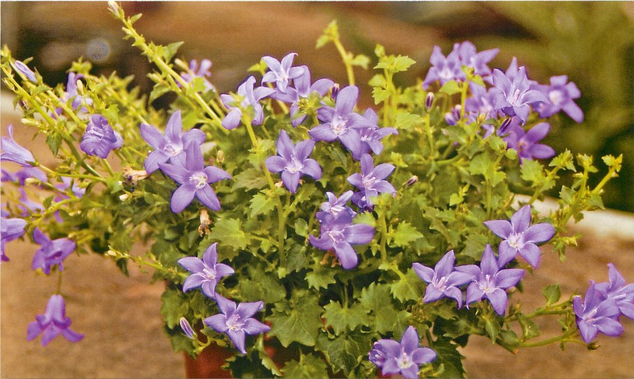 Колокольчик равнолистный (Кампанула)