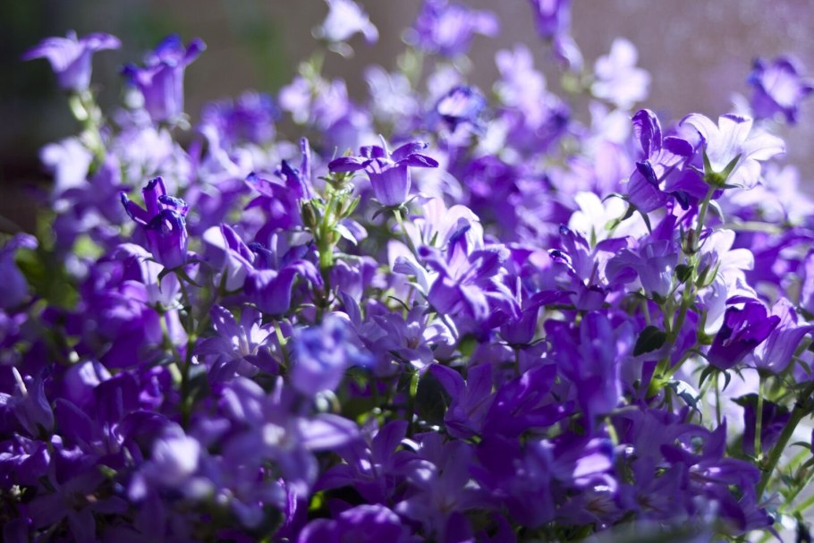 Колокольчиковое поле